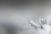 Gänseblümchen (c) Andrea Hermann