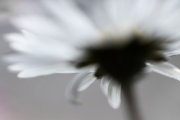 Gänseblümchen (c) Andrea Hermann