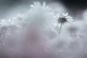 Gänseblümchen (c) Andrea Hermann
