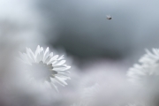 Gänseblümchen (c) Andrea Hermann