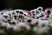 Gänseblümchen (c) Andrea Hermann