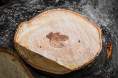 Waldgesichter (Andreas Otto)