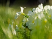 Frühlingsblumen (Annette Ulrich)