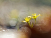 Frühlingsblumen (Annette Ulrich)