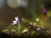 Frühlingsblumen (Annette Ulrich)
