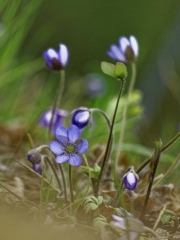Frühlingsblumen (Annette Ulrich)