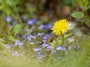 Frühlingsblumen (Annette Ulrich)