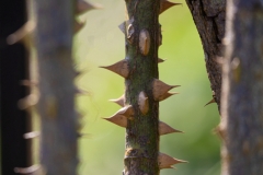 Dornen (c) Astrid Padberg