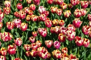 Tulpenvielfalt (c) Caroline Henkes