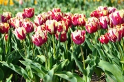 Tulpenvielfalt (c) Caroline Henkes