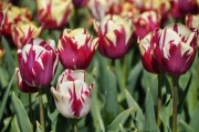Tulpenvielfalt (c) Caroline Henkes