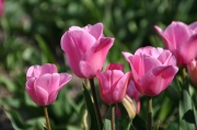 Tulpenvielfalt (c) Caroline Henkes