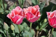 Tulpenvielfalt (c) Caroline Henkes
