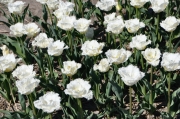Tulpenvielfalt (c) Caroline Henkes