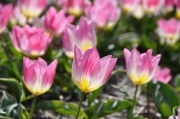Tulpenvielfalt (c) Caroline Henkes
