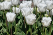 Tulpenvielfalt (c) Caroline Henkes