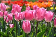 Tulpenvielfalt (c) Caroline Henkes