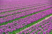Tulpenvielfalt (c) Caroline Henkes