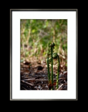 Tulpen im Doppelpack (c) Hans Georg Bein