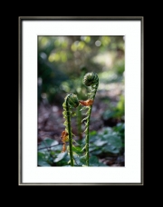 Tulpen im Doppelpack (c) Hans Georg Bein