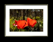 Tulpen im Doppelpack (c) Hans Georg Bein