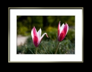 Tulpen im Doppelpack (c) Hans Georg Bein
