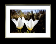 Tulpen im Doppelpack (c) Hans Georg Bein