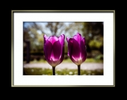 Tulpen im Doppelpack (c) Hans Georg Bein