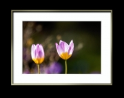 Tulpen im Doppelpack (c) Hans Georg Bein