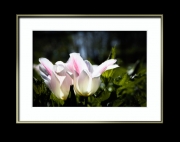 Tulpen im Doppelpack (c) Hans Georg Bein