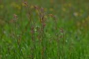 Die Vielfalt der Frühlingswiese (c) Ulrike Kaulfuß