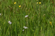 Die Vielfalt der Frühlingswiese (c) Ulrike Kaulfuß