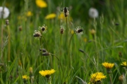 Die Vielfalt der Frühlingswiese (c) Ulrike Kaulfuß
