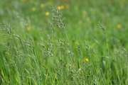 Die Vielfalt der Frühlingswiese (c) Ulrike Kaulfuß