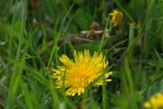 Die Vielfalt der Frühlingswiese (c) Ulrike Kaulfuß