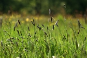 Die Vielfalt der Frühlingswiese (c) Ulrike Kaulfuß