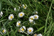 Die Vielfalt der Frühlingswiese (c) Ulrike Kaulfuß