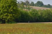 Die Vielfalt der Frühlingswiese (c) Ulrike Kaulfuß