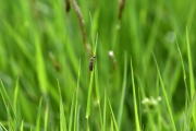 Die Vielfalt der Frühlingswiese (c) Ulrike Kaulfuß