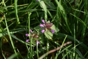Die Vielfalt der Frühlingswiese (c) Ulrike Kaulfuß