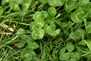 Die Vielfalt der Frühlingswiese (c) Ulrike Kaulfuß
