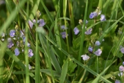 Die Vielfalt der Frühlingswiese (c) Ulrike Kaulfuß