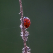 Käfer
