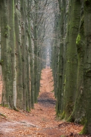 Veluwe