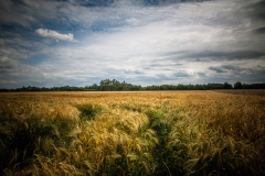 Landschaft
