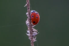 Käfer