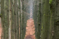Veluwe