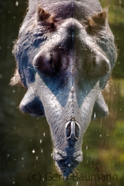 Hippo
