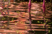 Think Pink