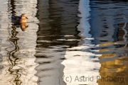 Die Ente im Teich